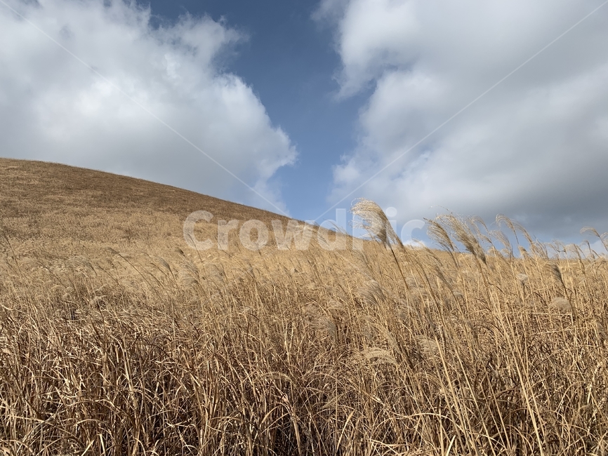 제주,샛별오름,새별오름,오름,제주오름,갈대,억새,겨울제주,가을,fall,autumn