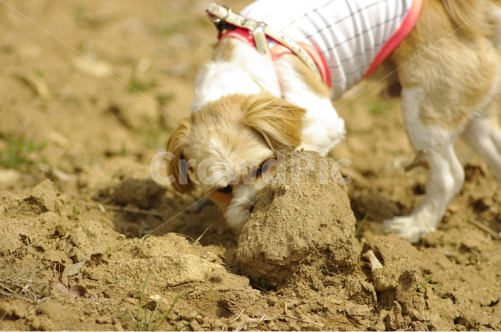 강아지,산책,돌,흙길,냄새,궁금,조사,찾기,동물,animal,포유류,mammal,개,강아지,dog,doggy