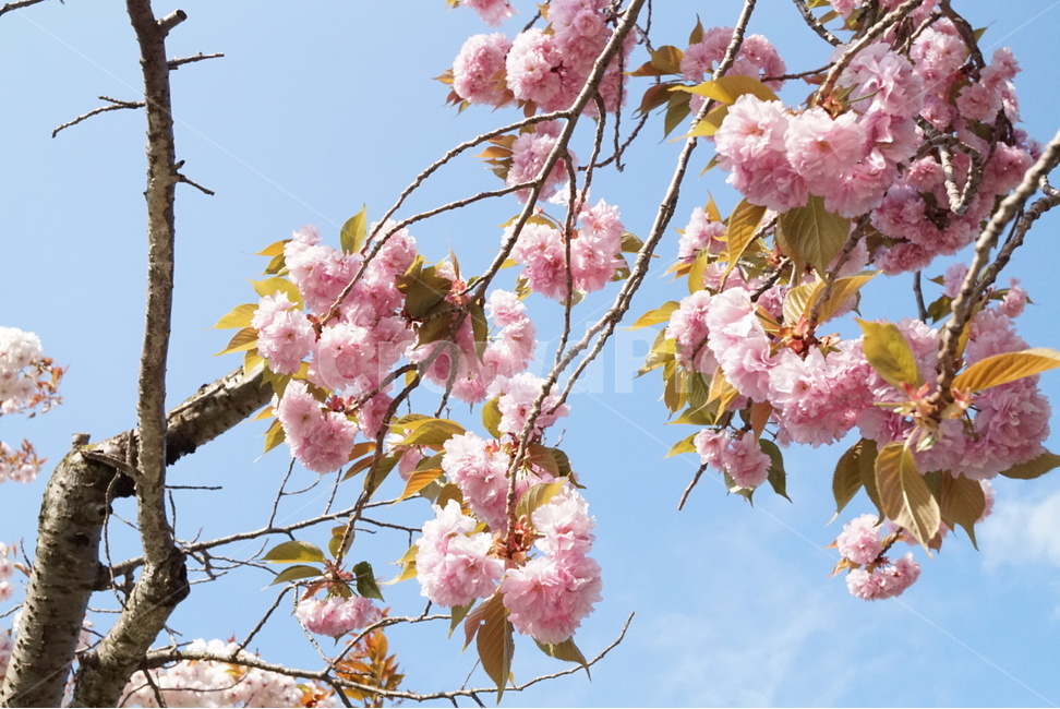 벚꽃,겹벚꽃,봄,cherryblossom,spring,꽃,flower,봄,계절,spring,season,식물,자연,plants,nature,꽃,flower,plant,blossom