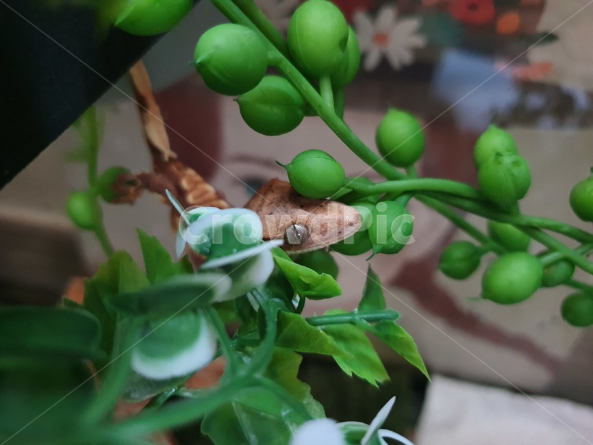 게코,파충류,크레스티드게코,도마뱀,gecko,reptile