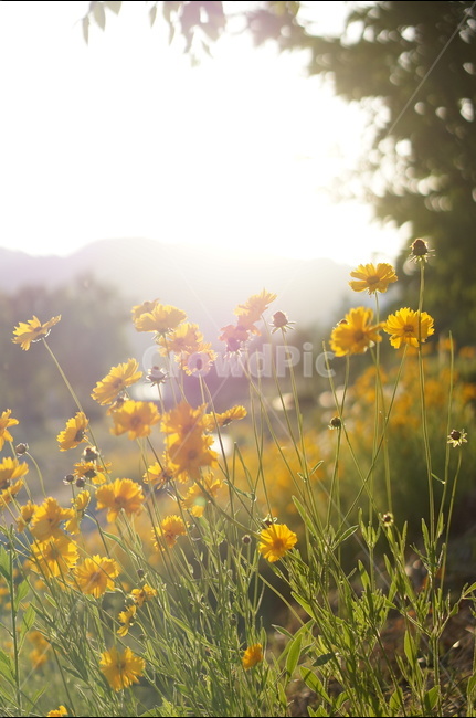 금계국,꽃,노랑,햇살,빛,오후,식물,자연,plants,nature,꽃,flower