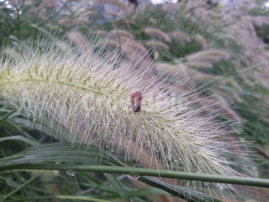 식물,plant,잎,leaf,곤충,식물,자연,plants,nature