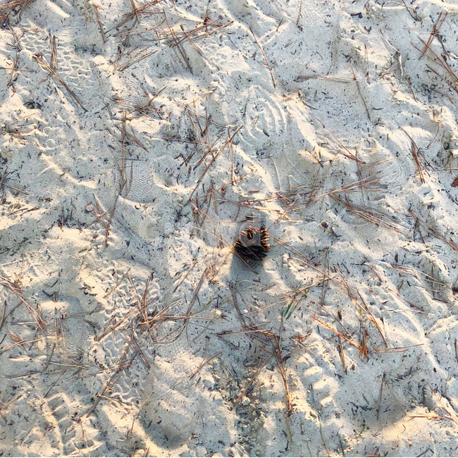 솔방울,자연,모래,백사장,풍경,nature,sand,바다