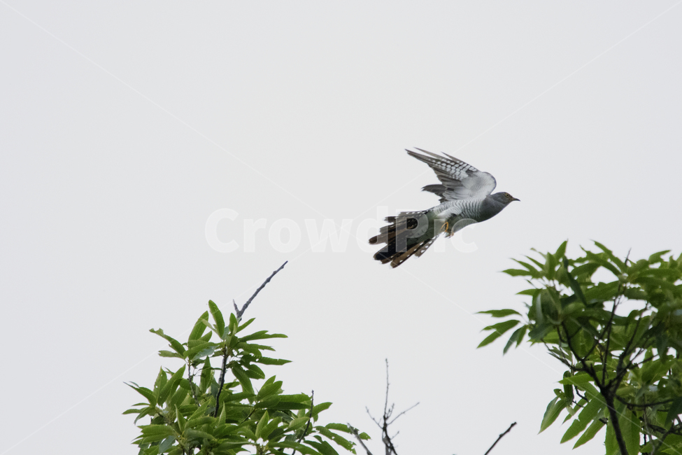 뻐꾸기,둥지,모정,사랑,날다,동물,animal,조류,새,birds