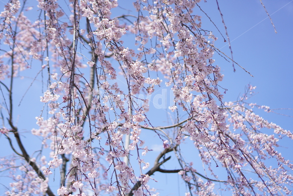 벚꽃,봄,하늘,자연,나무,봄,계절,spring,season,plant,식물,blossom,꽃,cherry blossom,flower