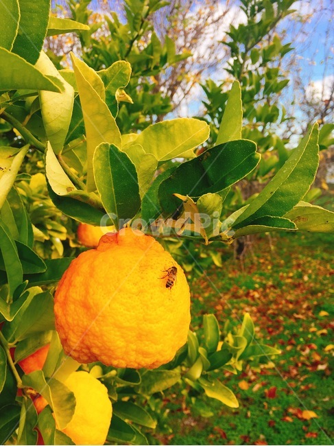 전원생활,귀농,전원,시골,자연,환경,식물,자연,plants,nature,과일,열매,fruit