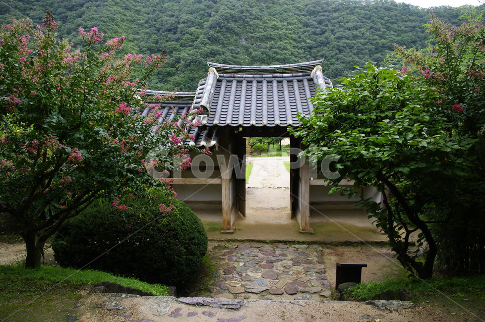 한옥,전통가옥,기와지붕,건축,traditional,배롱나무,식물,plant,꽃,flower,한국전통,한국문화,korean traditional,korean culture,건축물,건물외관,exterior,building,structure,architecture,construction