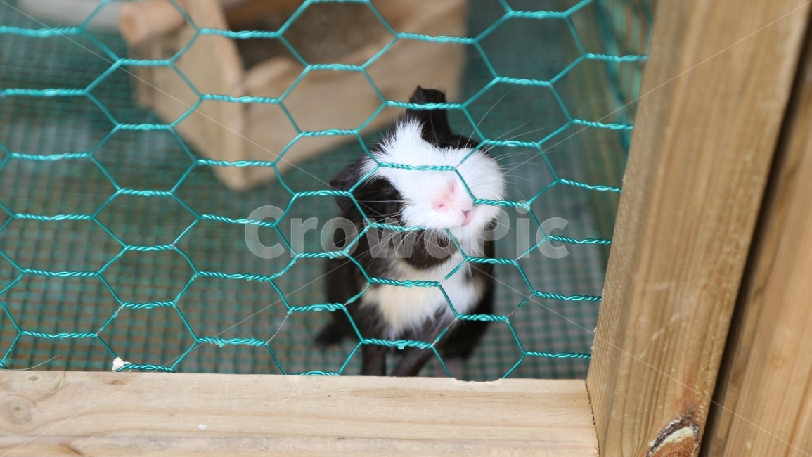 귀여운,동물,소동물,기니피그,펫,동물,animal,포유류,mammal