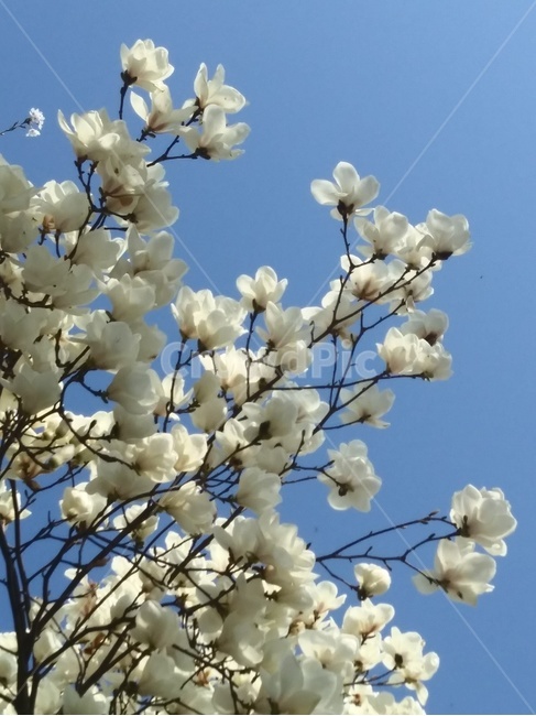 목련,푸른하늘,봄꽃,꽃,flower