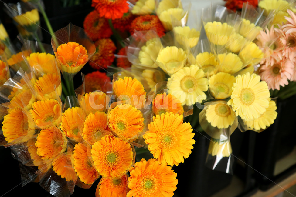 꽃,고백,꽃다발,선물,기념일,flowers,화분,화단,감성,꽃,flower