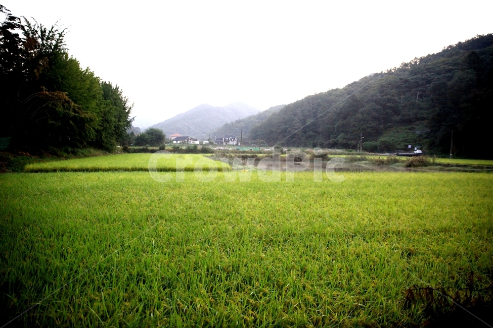 논,새벽,가을들녁,산,자연,녹색,초록색,안개,차분,고요,농업,농사,agriculture,farming,farming industry