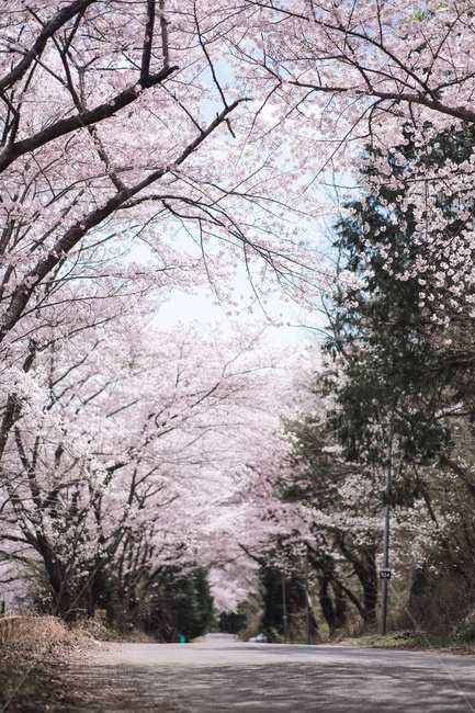 벚꽃,cherryblossom,식물,blossom,꽃,flower,봄,계절,spring,season