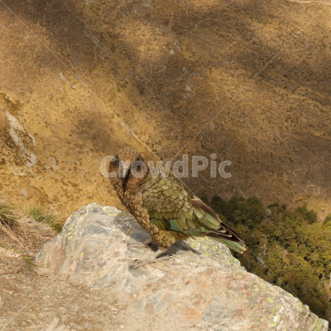 newzealandkea,newzealand,앵무새,뉴질랜드,parrot,키아,kea,새,조류,bird,야생,야생동물,야생앵무새,wildlife