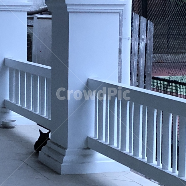 동물,길고양이,고양이,검은고양이,감성,동물,animal,포유류,mammal,고양이,cat,kitten,kitty