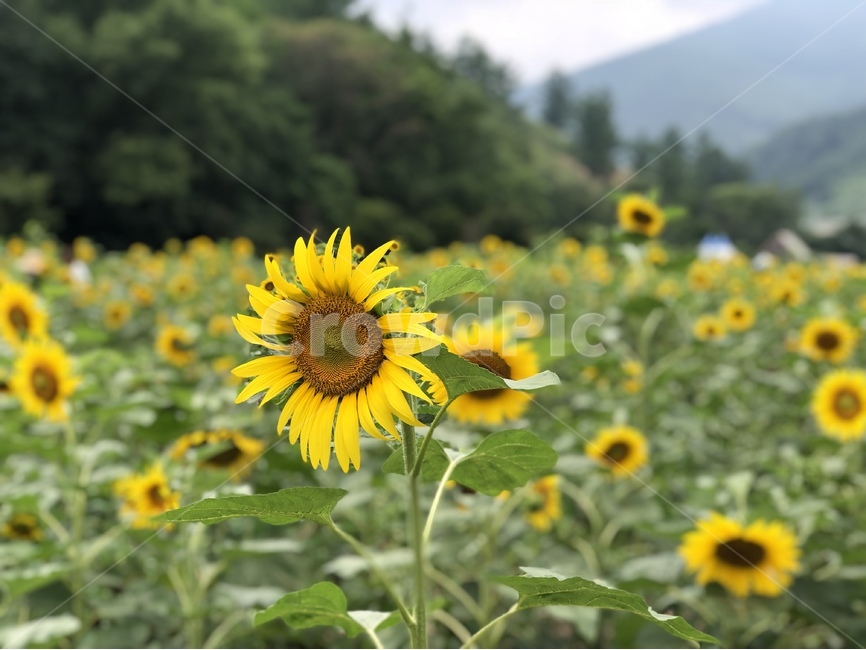 꽃,해바라기,노란,여름,해바라기꽃,자연,여름,계절,summer,season,가을,fall,autumn,식물,자연,plants,nature,꽃,flower,plant,blossom,sunflower