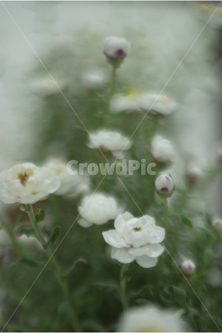 paper flowers,spring flowers,Rodante,white flower,bokeh