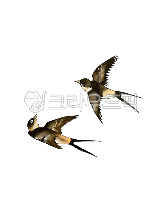 동양화,수묵화,일러스트,동양화일러스트,수묵일러스트,동물일러스트,동물그림,동물드로잉,드로잉,그림,아트,제비,조류,조류그림,제비일러스트,제비그림,새