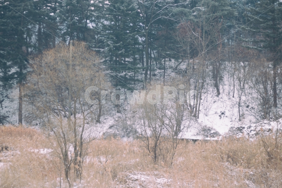자연,자연친화적,나무,겨울,눈,겨울,계절,winter,season,자연,풍경,nature,landscape,식물,plants,나무,trees,wood,outdoors,옥외