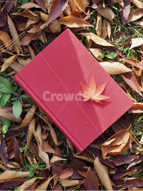 책,낙엽,단풍,잎,배경,도서,가을,빨간,자연,빨강색책,독서,book,deciduous,maple,leaf,background,books,autumn,red,nature,redbook,reading,가을,계절,fall,autumn,season,plant,식물