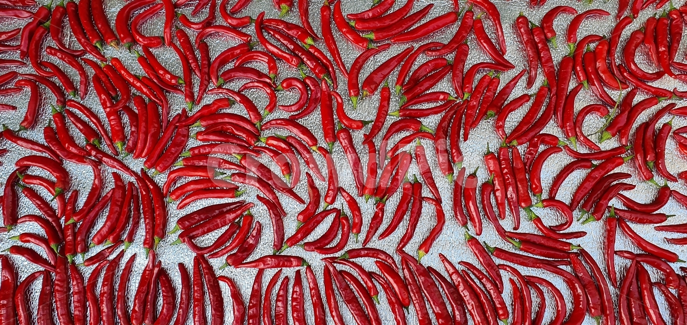 고추,김장,가을,빨강색,레드,음식,식재료,요리,food,cook,meal,dishes,food reserves