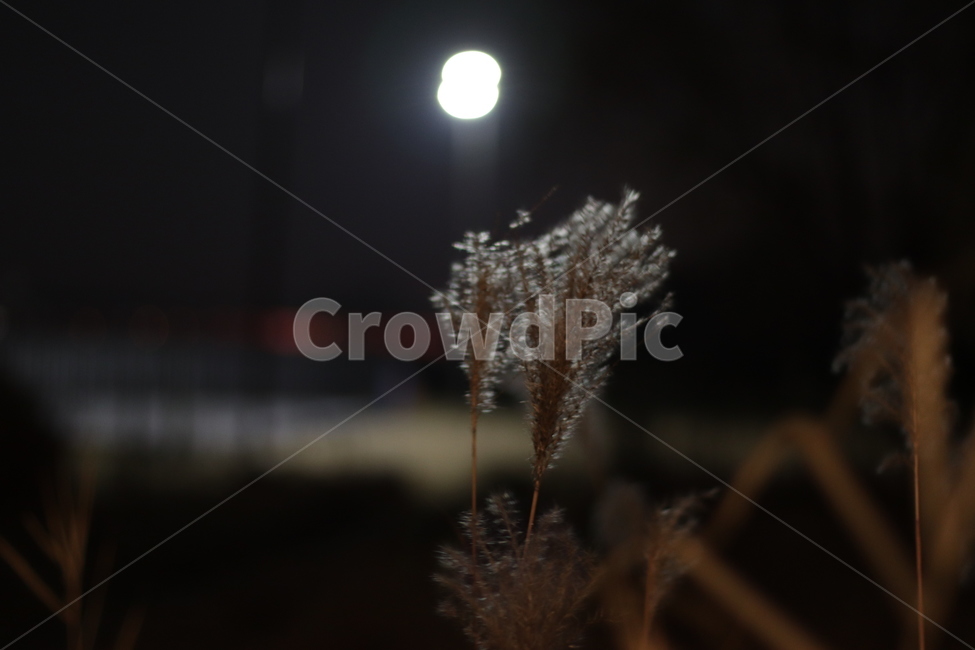 땅거미,밤,억새,갈대,공원,고독,외로움,감성,야경,밤,풍경,nightscape,night,landscape,grass,잔디,plant,식물