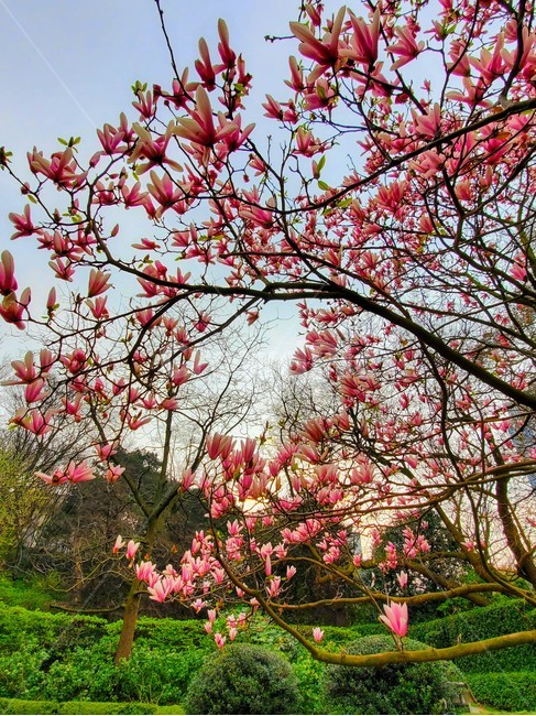 목련,자목련,magnolia,봄꽃,꽃나무,정원,가든