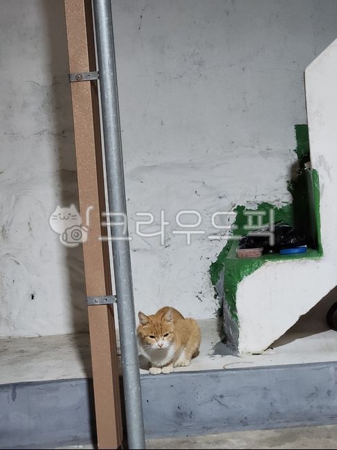고양이,계단,귀여운,cat,길냥이,멍