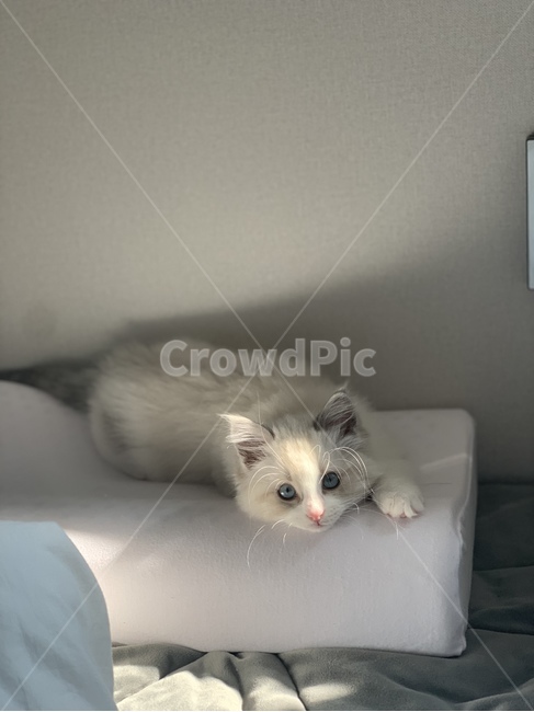아기고양이,동물,고양이,cat,pet,렉돌고양이,렉돌,랙돌,누워있는고양이,햇살,ragdoll,동물,animal,포유류,mammal,고양이,cat,kitten,kitty