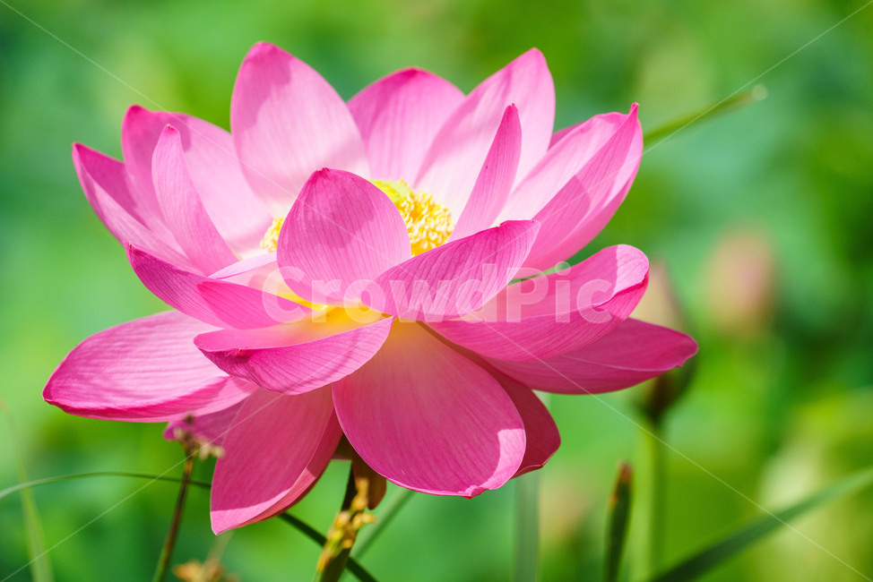 수련,연,꽃,수생식물,식물,flower,lotusflower,plants,식물,자연,plants,nature,꽃,flower