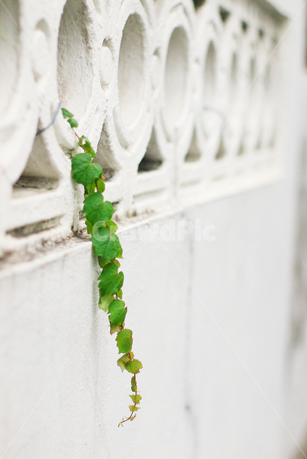 street,골목길,덩쿨,담장,wall,ivy,narrowpath,green,plant,식물,식물,자연,plants,nature