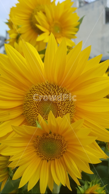 plant,식물,flower,꽃,blossom,해바라기,sunflower,꽃술,노랑꽃,노랑,yellowflower