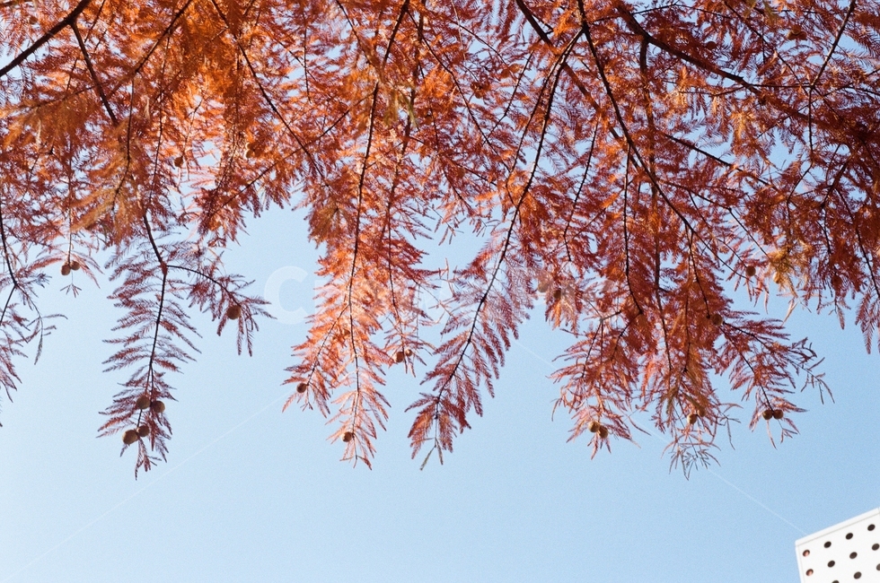 단풍,maple,leaf,식물,하늘,sky,가을,계절,fall,autumn,season