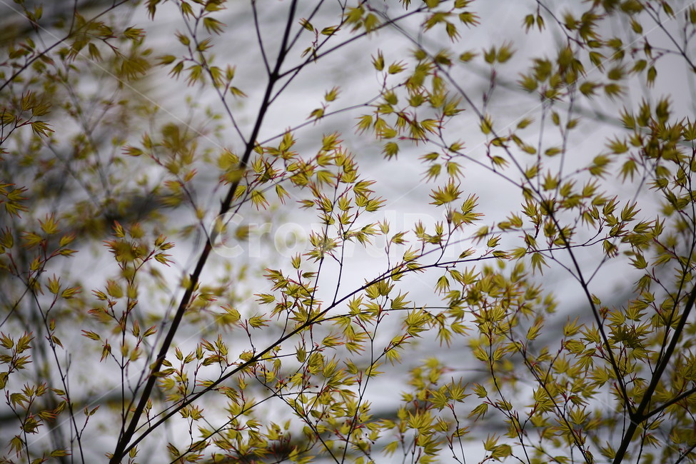 plant,식물,flower,꽃,blossom,벚꽃,봄,식물,자연,plants,nature,꽃,flower
