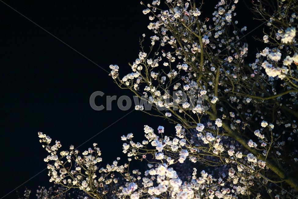 봄,벚꽃,koreanspring,koreacherryblossom,korea,spring,봄,계절,spring,season,야경,밤,풍경,nightscape,night,landscape,plant,식물,flower,꽃,blossom