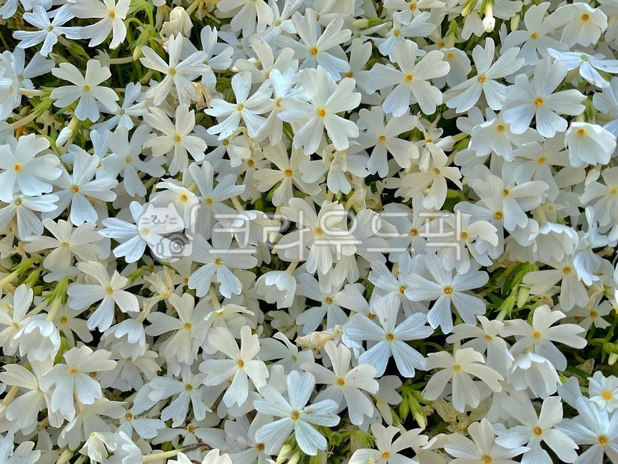 잔디꽃,잔디,lawn,flower,꽃,petal,꽃잎,white