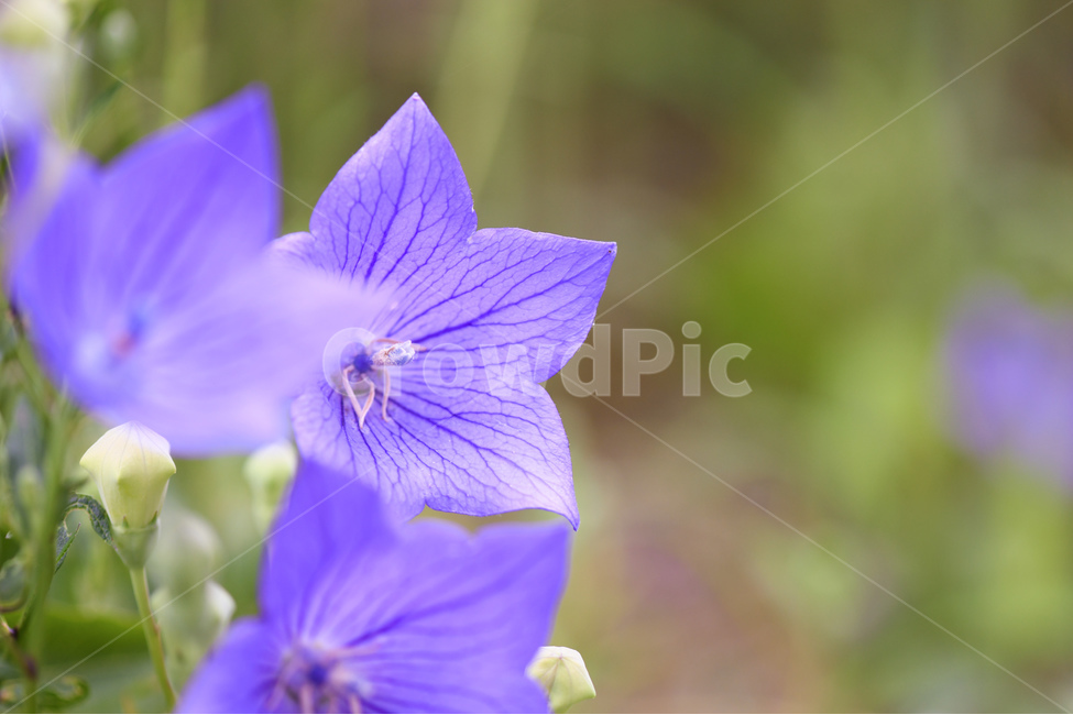 예쁜꽃,도라지꽃,예쁜배경사진,꽃사진,폰배경,식물,자연,plants,nature,꽃,flower