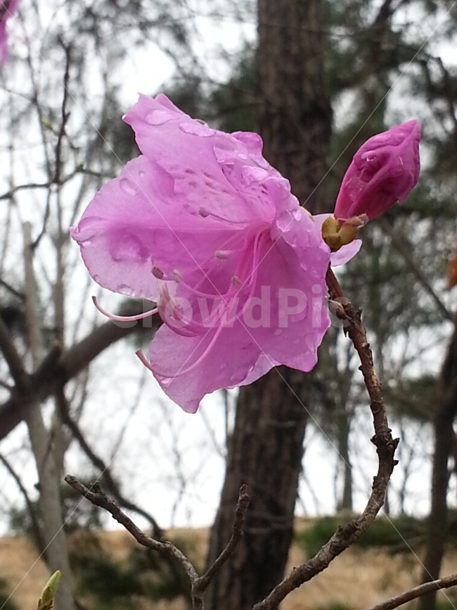 꽃,진달래,만월산,분홍색,수줍음,봄,계절,spring,season,식물,자연,plants,nature,꽃,flower,blossom,geranium,제라늄,plant