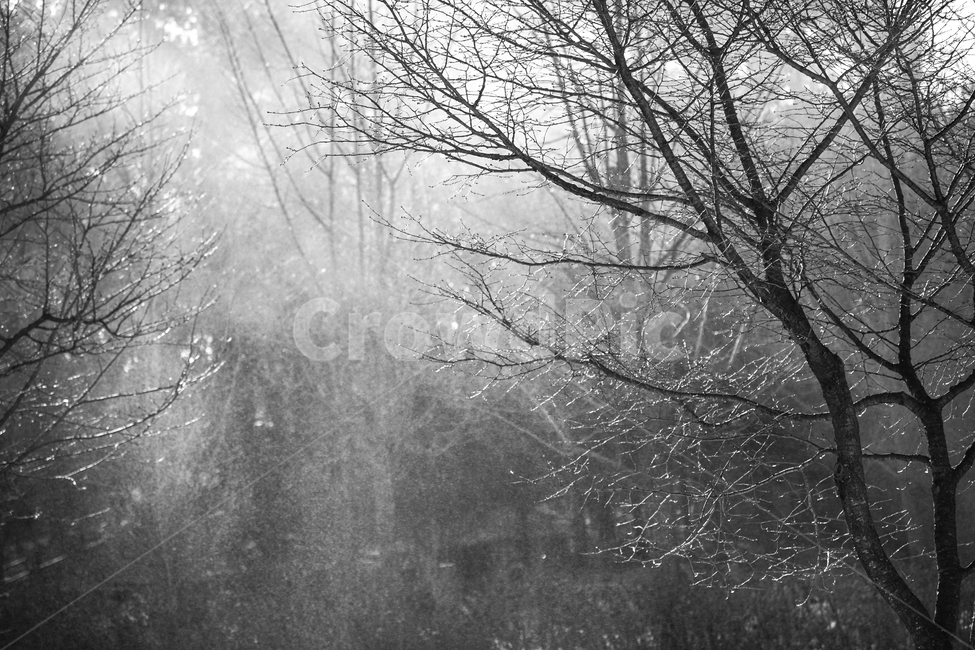 겨울,눈,나무,가루눈,햇살,빛,나뭇가지,계절,감성,겨울,계절,winter,season,자연,풍경,nature,landscape,식물,plants,나무,trees,wood,흑백,모노톤,monochrome,black and white,weather,날씨,outdoors,옥외
