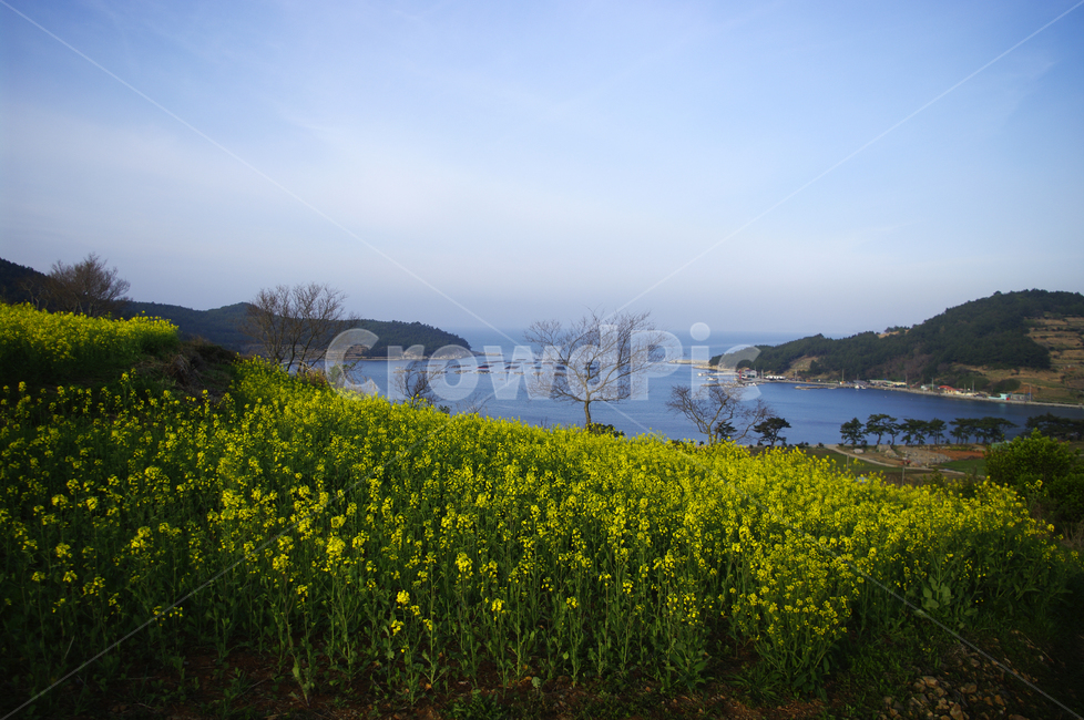 유채꽃,꽃밭,꽃,flower,계절,봄,spring,하늘,구름,풍경,바다,봄,계절,spring,season,자연,풍경,nature,landscape,한국자연풍경,한국자연경관,korea nature landscape,outdoors,옥외,field,들,grassland,목초지,rural,농촌,farm,농장,meadow