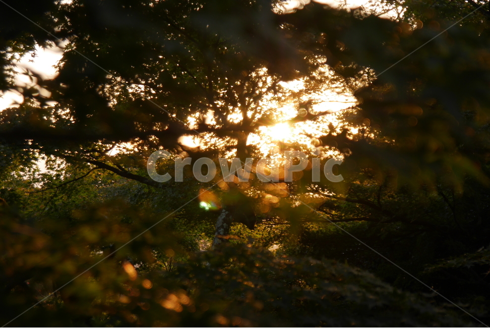 자연,나무,나뭇잎,석양,노을,실루엣,초록색,녹색,green,단풍,단풍잎,자연경관,장관,풍경,경치,자연,풍경,nature,landscape,light,빛,flare,플레어