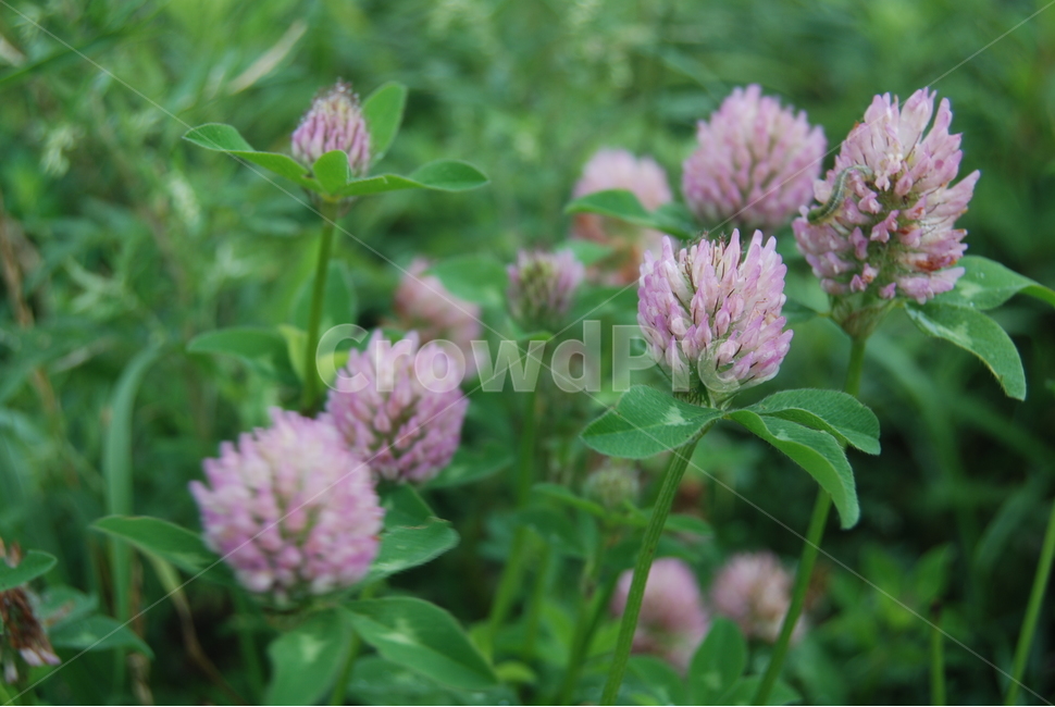 태기산,들꽃,자연,봄,휴양림,식물,자연,plants,nature,꽃,flower