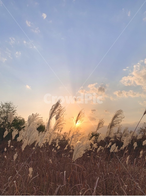 grass,plant,식물,lawn,잔디,갈대,reed