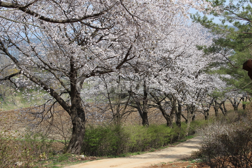 벚꽃,나무,봄,내리막길,시골,봄,계절,spring,season,자연,풍경,nature,landscape,plant,식물
