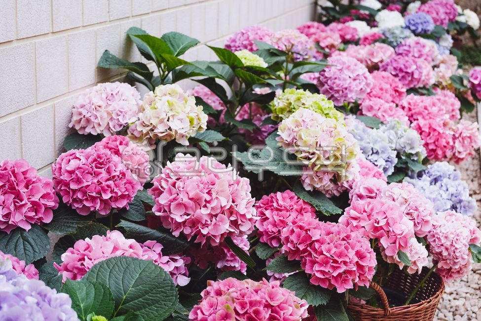 flower,꽃,flowerarrangement,flowerbouquet,꽃잎,petal,꽃꽂이,꽃다발,수국,hydrangea