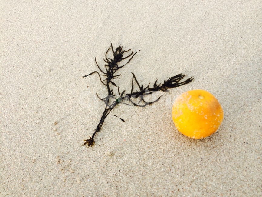바다,해변,나뭇가지,해초,귤,모래,모래사장,해변,바다,beach,sea,과일,열매,fruit