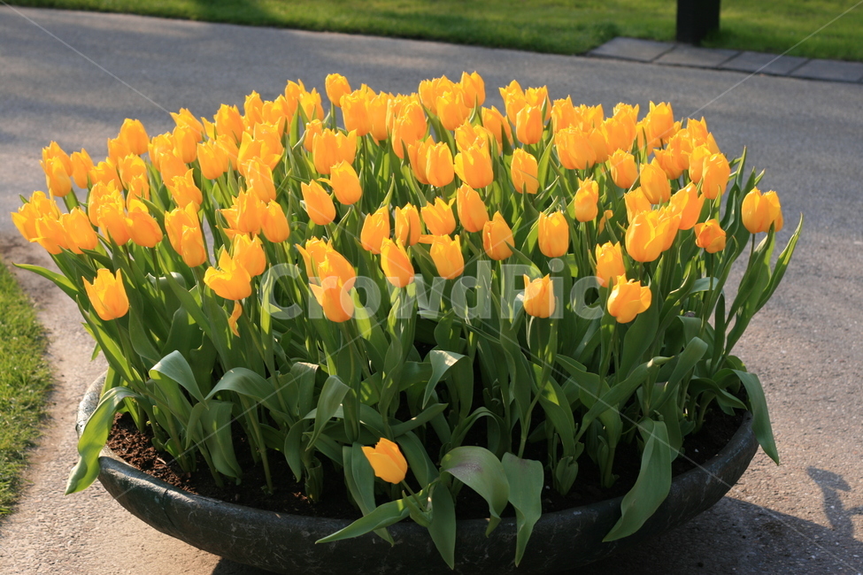 꽃,정원,튤립축제,식물,꽃밭,튤립,노란꽃,노란튤립,flower,garden,tulip,yellowflower,yellowtulip,식물,자연,plants,nature,꽃,flower