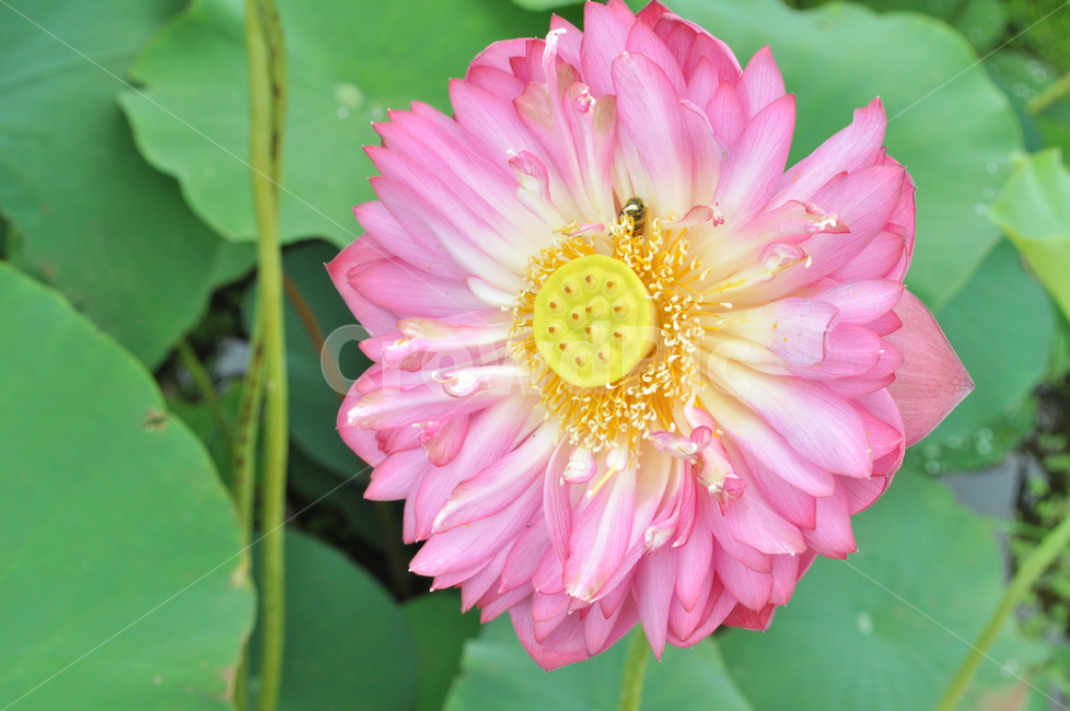 연꽃,lotus,연못,꽃,연잎,여름꽃,자연,flower,pond,안압지,연꽃단지,꿀벌,벌,식물,자연,plants,nature,꽃,flower
