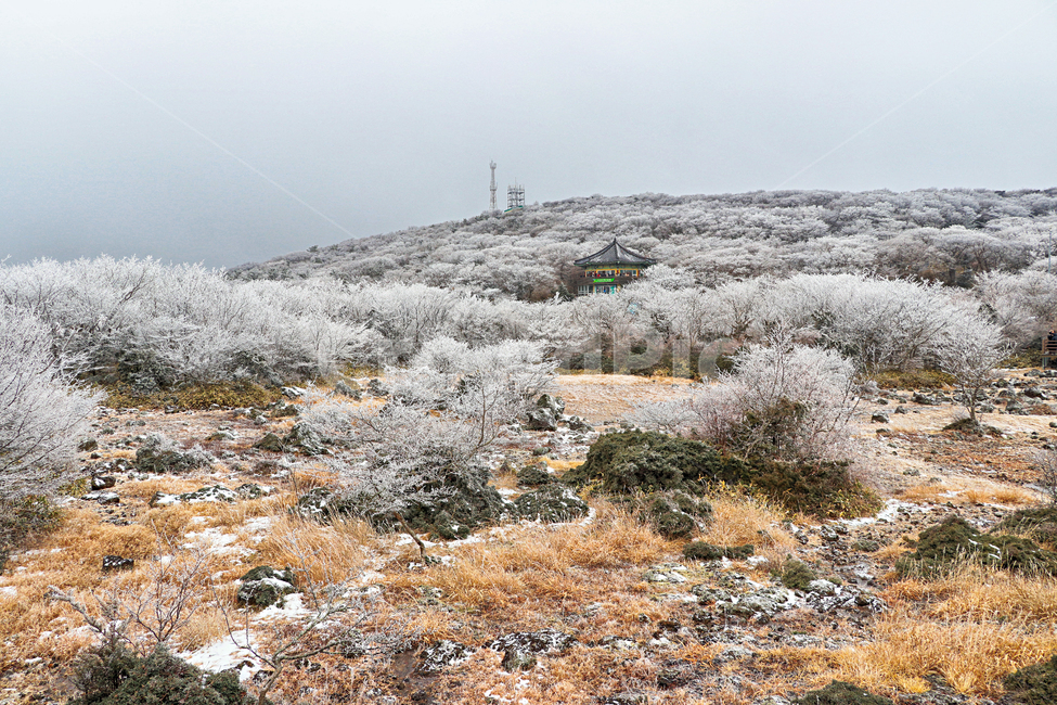 제주도,한라산,1100고지,한라산1100고지,설경,눈꽃,습지,겨울,겨울풍경,눈,snow,자연,옥외,nature,outdoors
