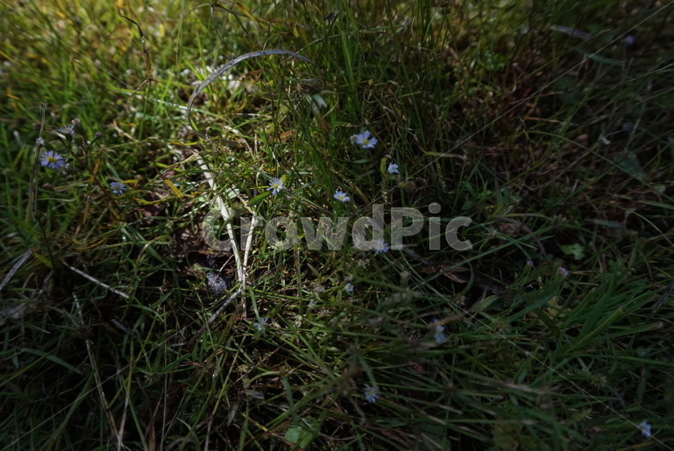 식물,plant,풀,풀꽃,꽃,flower,흰색꽃,잡초,잔디,초록색,green,그늘,햇빛