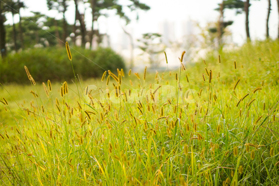 강아지풀,소나무숲,풀,풍경,자연,식물,자연,plants,nature